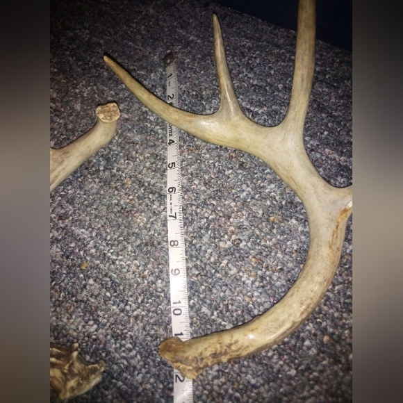 White Tail Deer Antlers Natural Shed - Picture 6 of 7